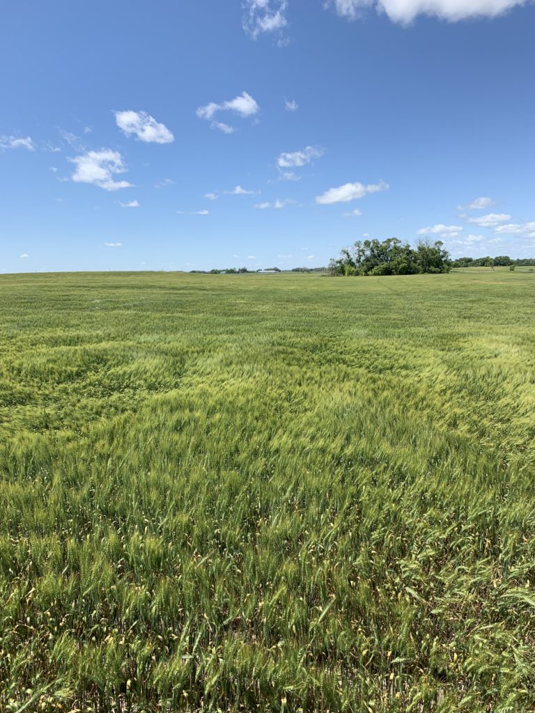 Farm Land Virden, Manitoba 5808 Royal LePage Riverbend Realty